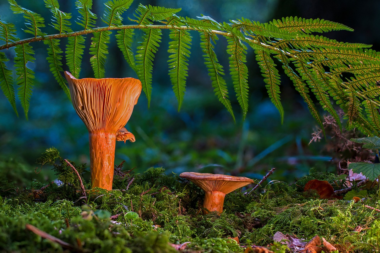 Pilze im Wald. Foto: Symbolbild